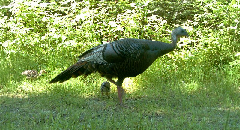 Turkey_062111_1025hrs.jpg - Wild Turkey (Meleagris gallopavo)